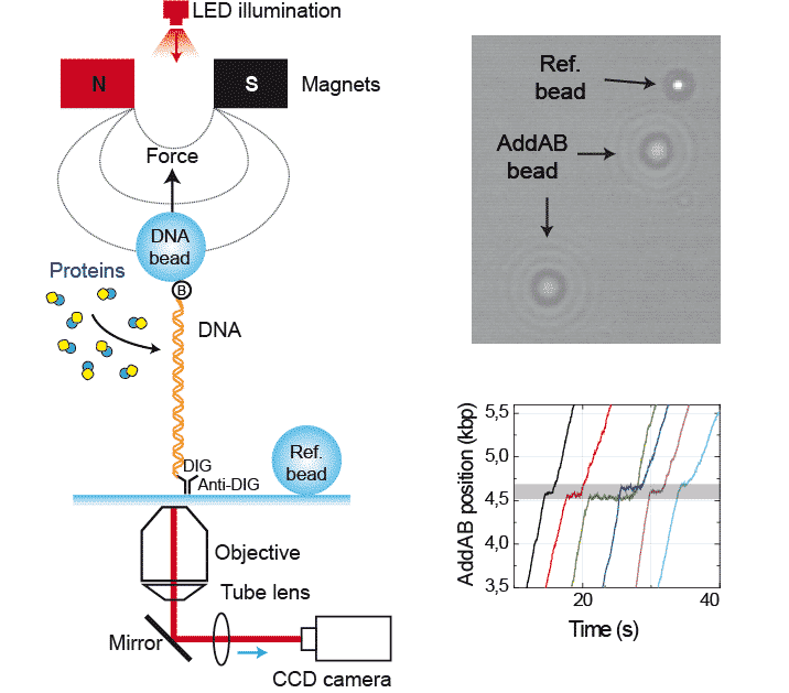 Frontiers Optical Tweezers Approaches For Probing Multiscale Protein